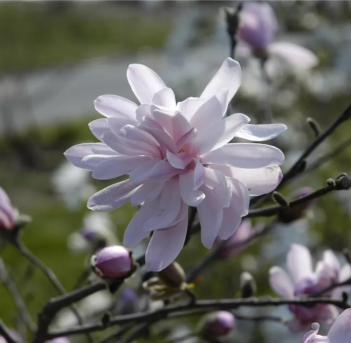 Rosa Sternmagnolie 'Rosea'