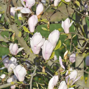 Magnolia soulangeana Alexandrina (Lieferartikel)