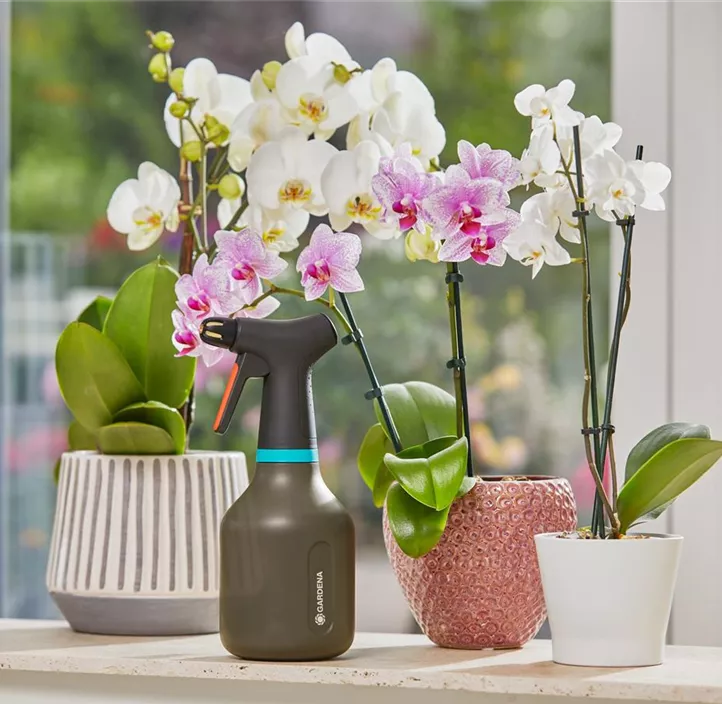 Pumpsprüher 0,75 L Aktion