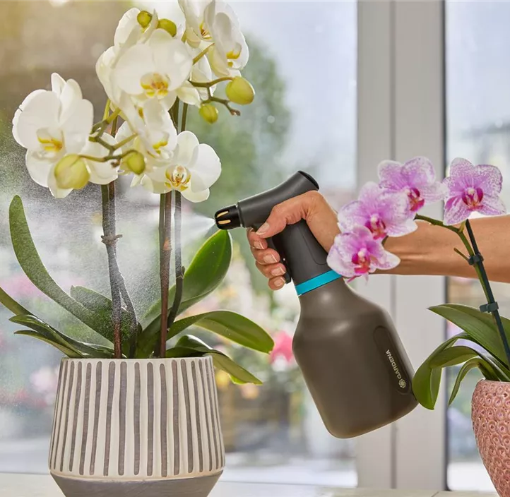 Pumpsprüher 0,75 L Aktion