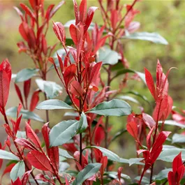 Photinia fraseri Carre Rouge