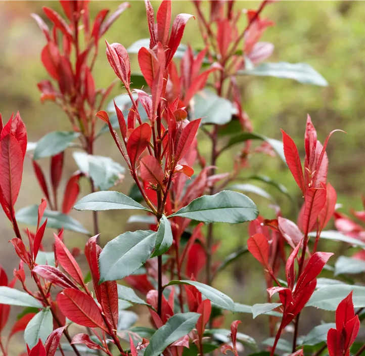 Glanzmispel 'Carré Rouge'