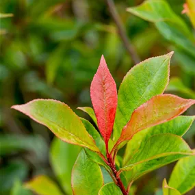 Photinia fraseri Carre Rouge Hochstamm