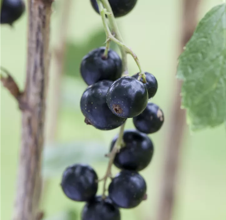 Johannisbeere Lowberry® 'Little Black Sugar'
