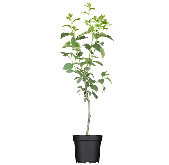Bio Säulenpflaume 'Starline'