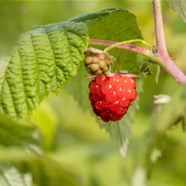 Rubus idaeus Zefa Herbsternte