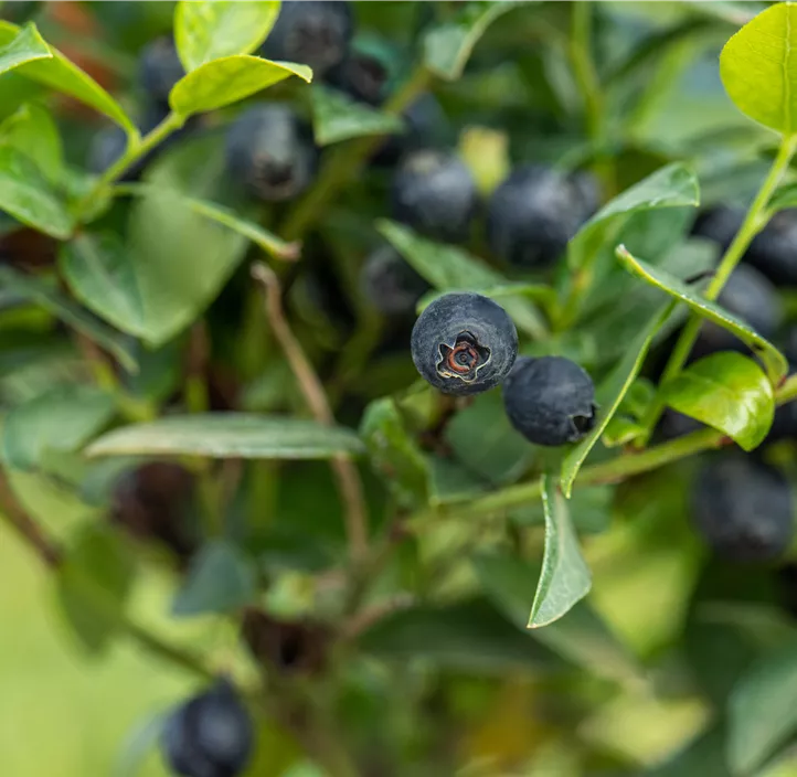 Heidelbeere 'BrazelBerry® Berry Bux®'