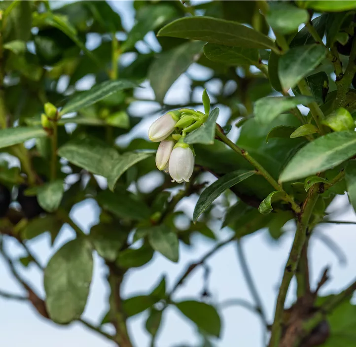 Heidelbeere 'BrazelBerry® Berry Bux®'