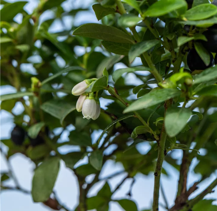 Heidelbeere 'BrazelBerry® Berry Bux®'