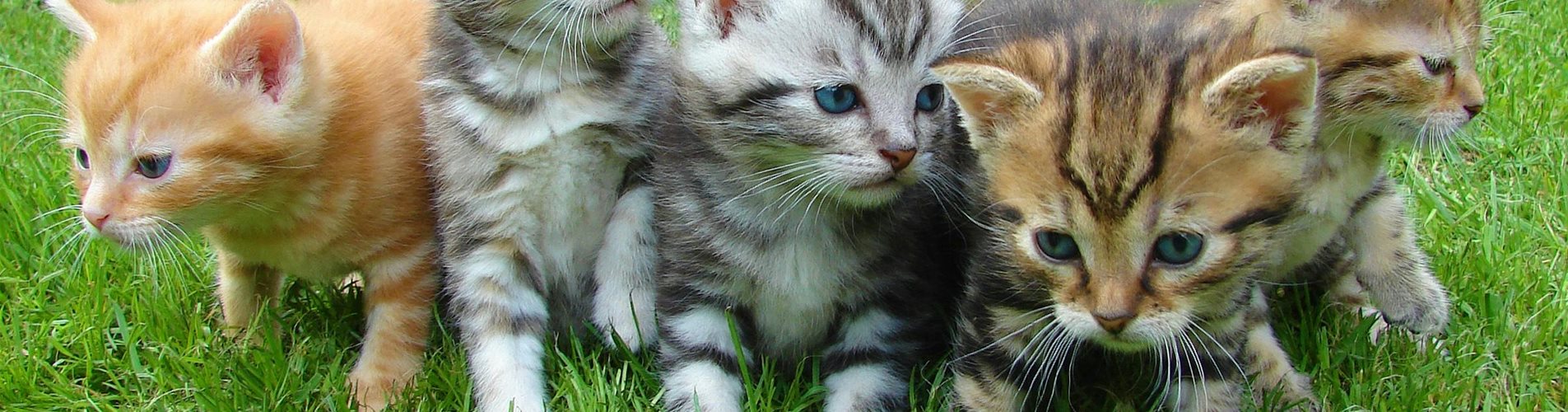 babykatzen-wiese-allesfürdeinefellnasen