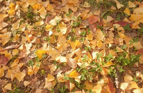 herbstlaub-welttierschutztag