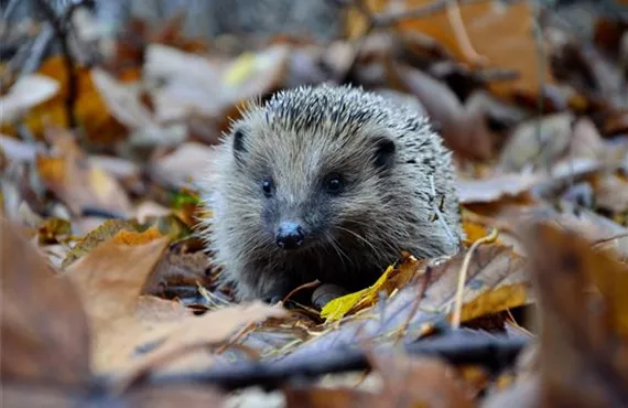 igel-herbst-welttierschutztag