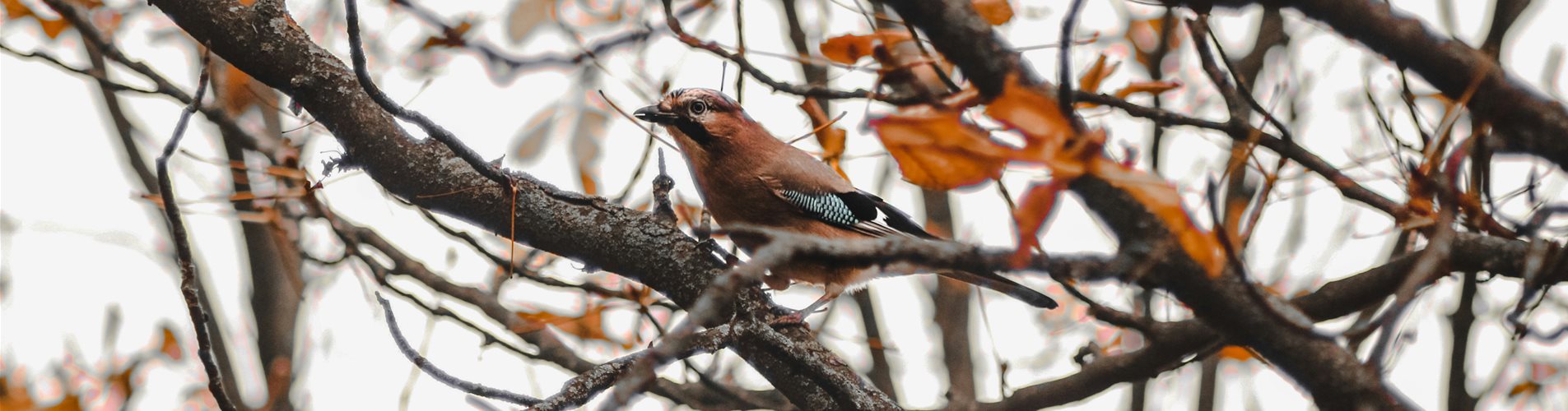 welttierschutztag-header welttierschutztag-header