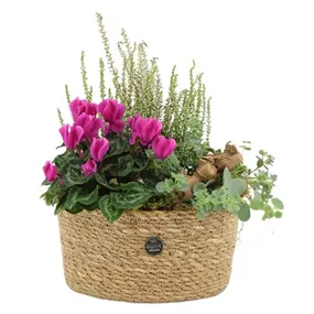 Arrangement Cyclame im Korb