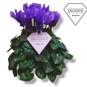 Cyclamen Dragon Blue