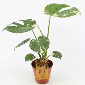 Monstera thai Constellation