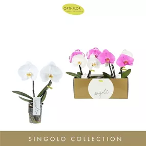 Phalaenopsis Singolo & Co