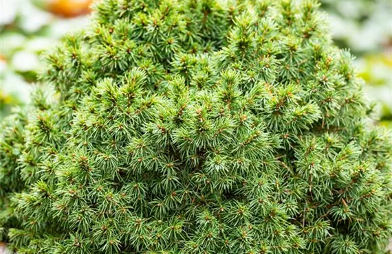 GS664636_Picea glauca Alberta Globe_.jpg