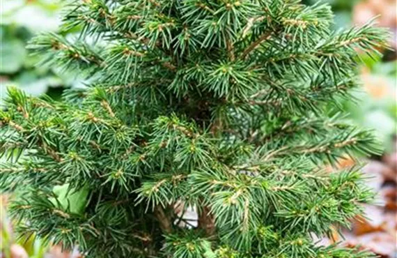 GS664611_Picea abies Tompa_.jpg