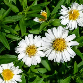 Aster dumosus 'Alpha White'
