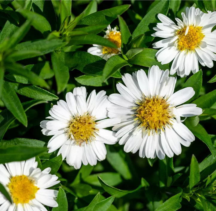 Garten-Kissen-Aster 'Alpha'