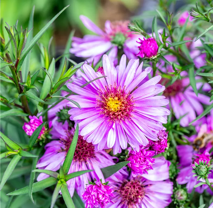 Garten-Kissen-Aster 'Alpha'