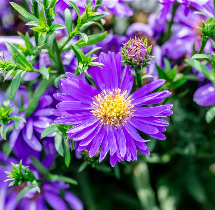 Garten-Kissen-Aster 'Alpha'