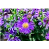 bellaflora Gartencenter GmbH