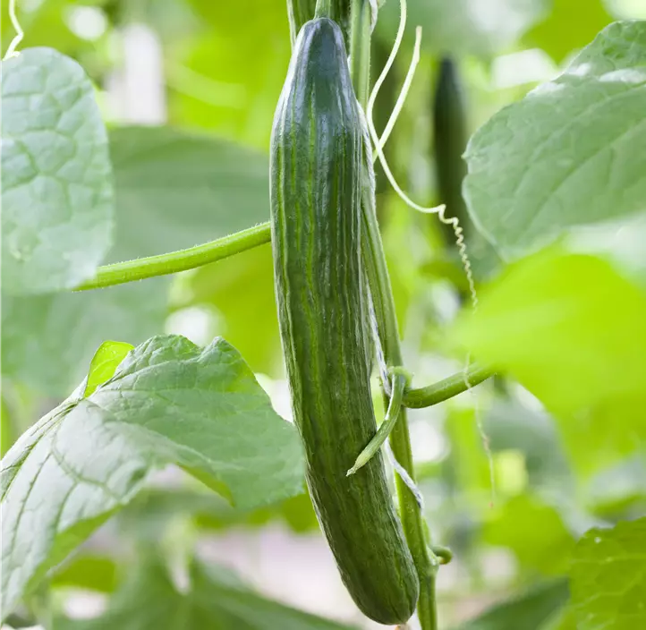 Gurke 'Burpless Tasty Green F1'