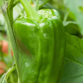 Capsicum annuum grün Bendigo