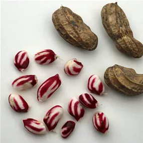 Arachis hypogaea Justbehappy®