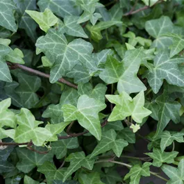 Hedera helix Balkon