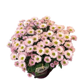 Chrysanthemum multiflora verdunkelt