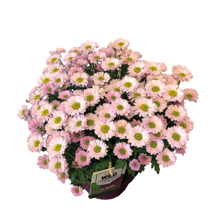 Multiflora-Chrysantheme