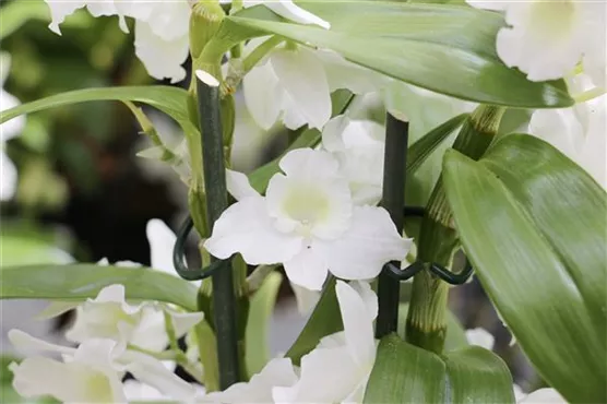 nahaufnahme einer weißen Orchidee