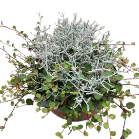 Herbstkombination Duo