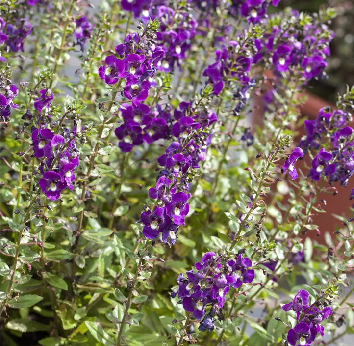 Engelsgesichtige Angelonie