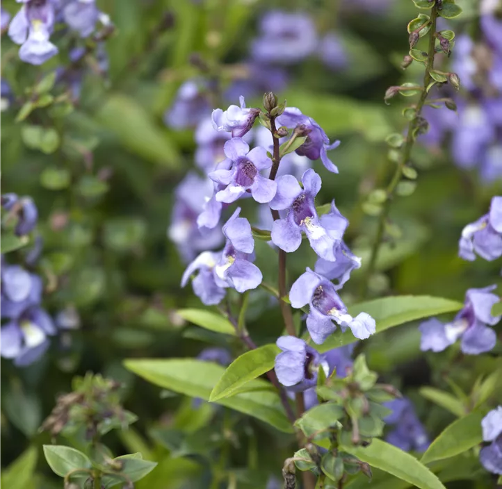 Engelsgesichtige Angelonie
