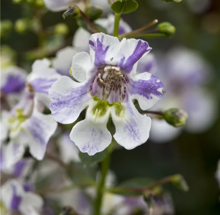 Engelsgesichtige Angelonie