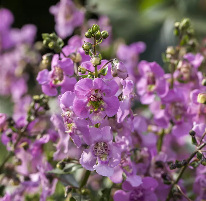 Engelsgesichtige Angelonie