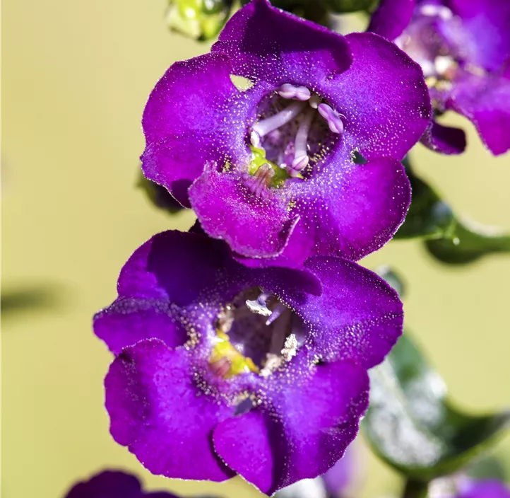 Engelsgesichtige Angelonie