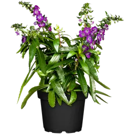 Angelonia angustifolia