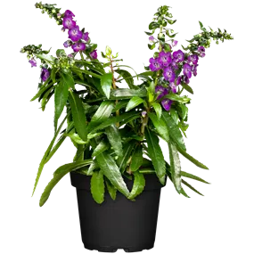 Angelonia angustifolia