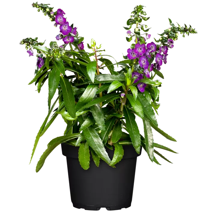 Engelsgesichtige Angelonie