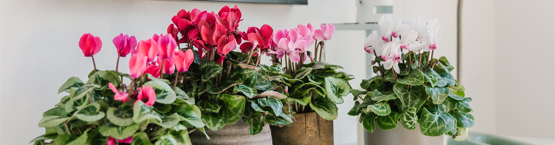 ladyvenom_bellaflora_lenzkipopenski-42-0-2021-3791-2132 ladyvenom_bellaflora_lenzkipopenski-42-0-2021-3791-2132