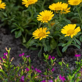 Asteriscus maritimus