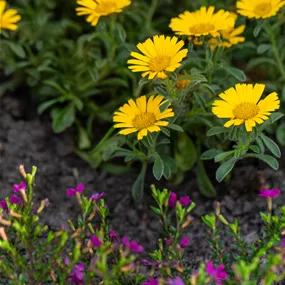 Asteriscus maritimus