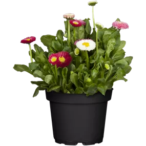 Bellis perennis Trio