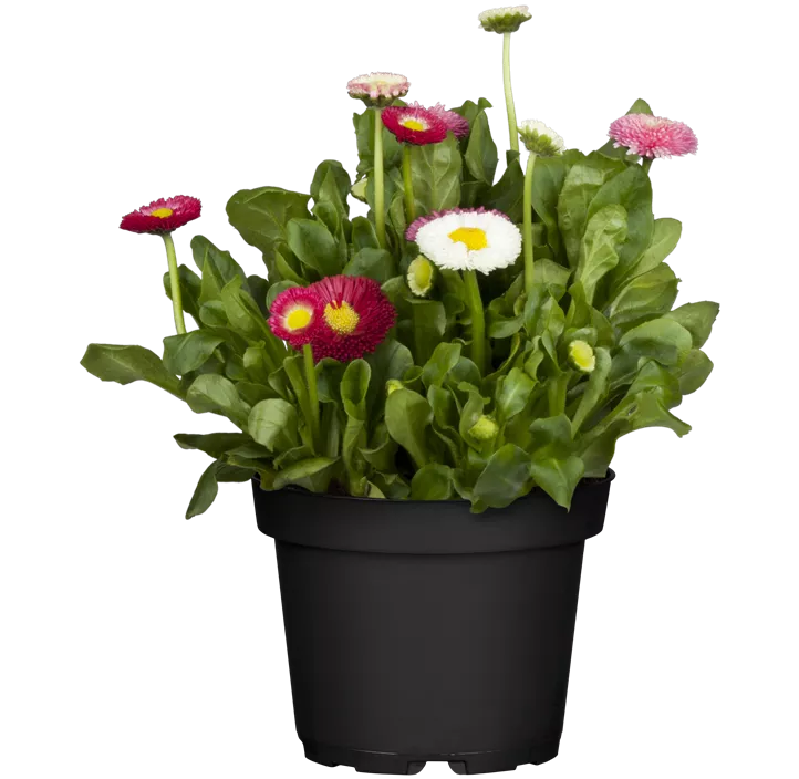 Gänseblümchen 'Trio'