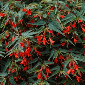Begonia boliviensis Bonfire